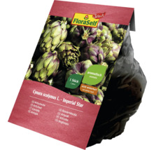 FloraSelf Artichaut ''Imperial Star'', une plante