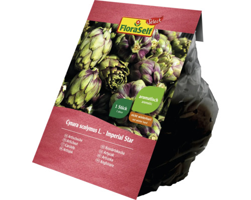 FloraSelf Artichaut ''Imperial Star'', une plante