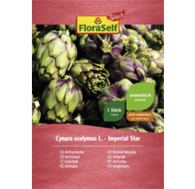 Graines d''artichaut de FloraSelf