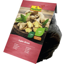 FloraSelf rhizome de gingembre, une pièce