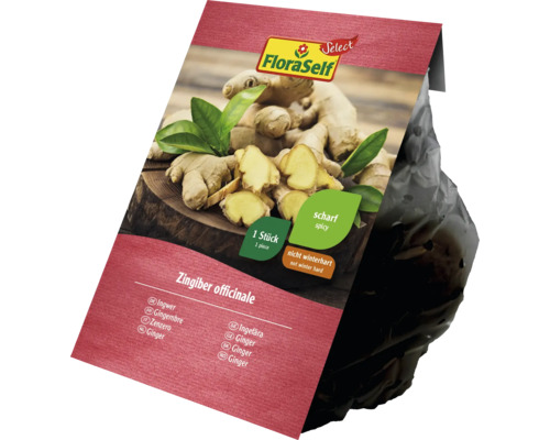 Rhizome gingembre FloraSelf 1 pièce FloraSelf rhizome de gingembre, une pièce