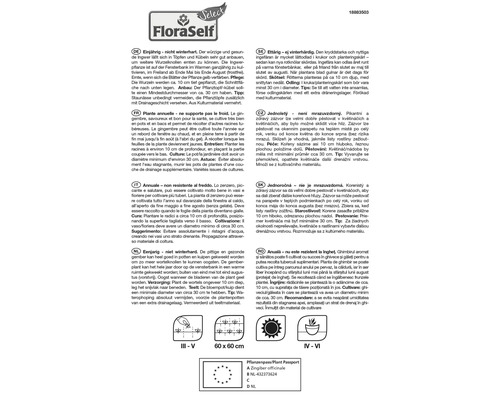 Informations sur le plant de gingembre avec instructions de plantation, taille du pot et passeport phytosanitaire