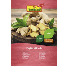 FloraSelf Rhizome de gingembre, une pièce, non rustique et épicé