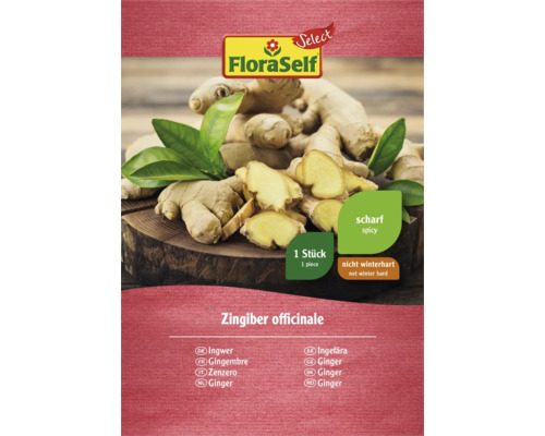 FloraSelf Rhizome de gingembre, une pièce, non rustique et épicé