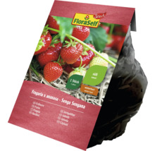 Plant de Fraises FloraSelf Senga Sengana en pot