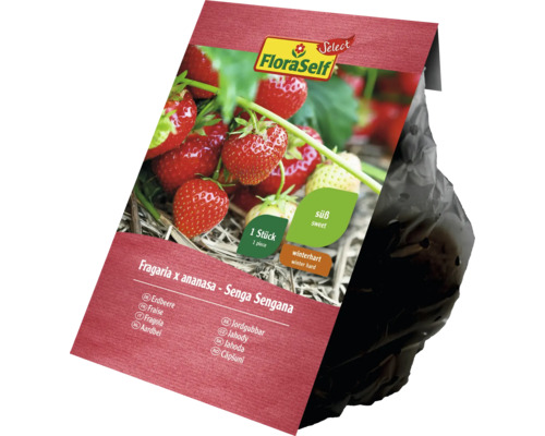 Rhizome fraise FloraSelf Select 'Senga Sengana' 1 pièce Plant de Fraises FloraSelf Senga Sengana en pot