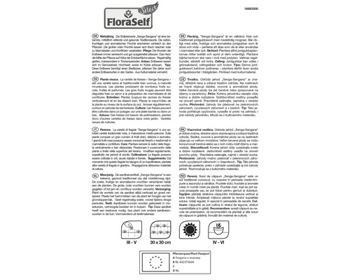Informations sur la variété de fraises Senga Sengana, vivace, distance de plantation et passeport phytosanitaire