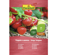 Graines de fraises de la variété Senga Sengana de FloraSelf