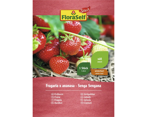 Graines de fraises de la variété Senga Sengana de FloraSelf