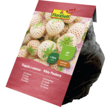 FloraSelf White Pineberry fraisier en sac de culture, rustique et sucré