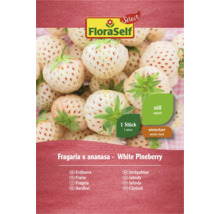FloraSelf White Pineberry Fraise, 1 pièce, sucrée et résistante à l''hiver