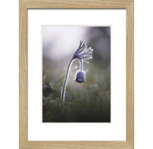 Gerahmtes Bild einer Kuhschelle