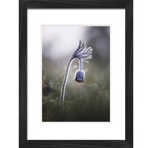 Gerahmtes Bild einer blühenden Kuhschelle