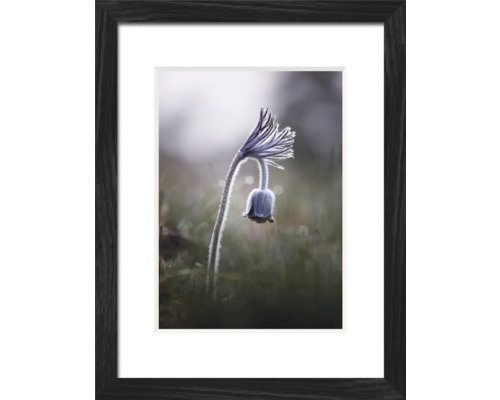 Gerahmtes Bild einer blühenden Kuhschelle