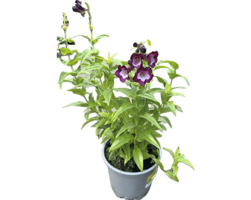 Penstemon en pot avec des fleurs violettes