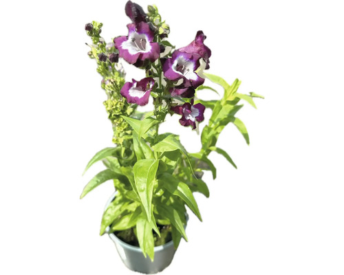 Graines de penstemon Mix FloraSelf Penstemon x Hybride H 10-30 cm Co 3 L, sélection aléatoire de la variété