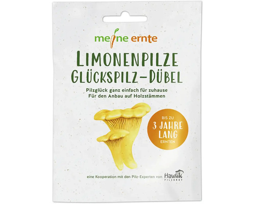 Set de culture de champignons meine ernte pieds de pleurotes jaunes avec 20 pieds pour la culture sur troncs de bois, jusqu'à 3 ans de récolte Meine Ernte Limonenpilze Glückspilz-Dübel paquet pour la culture sur billes de bois