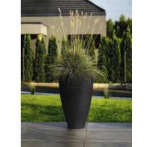Plante décorative dans une jardinière côtelée à l''extérieur.
