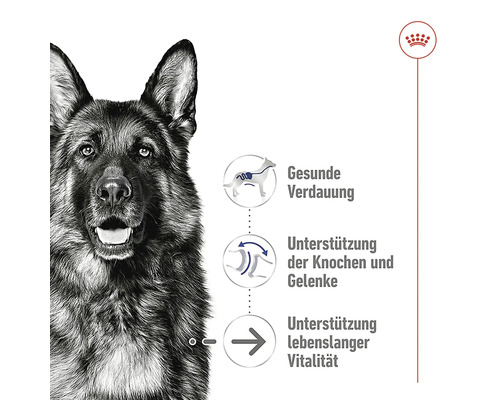 Deutscher Schäferhund mit Informationen zu gesunder Verdauung, Knochen- und Gelenkunterstützung sowie lebenslanger Vitalität