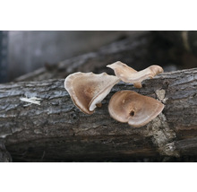 Shiitake Pilze auf einem Baumstamm