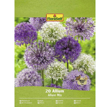 Verpackung mit 20 Allium Allure Mix Blumenzwiebeln