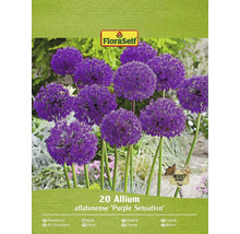 Verpackung mit 20 Allium aflatunense ''Purple Sensation'' Blumenzwiebeln