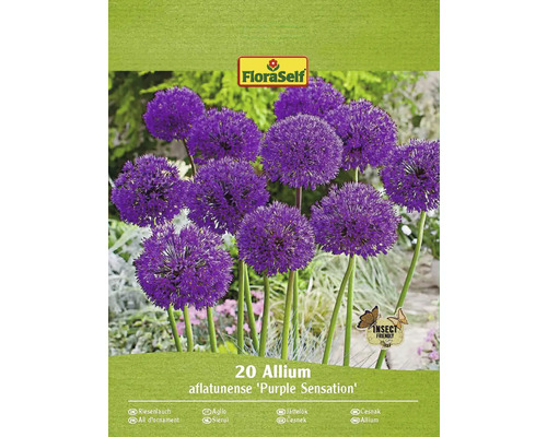 Blumenzwiebel Zierlauch FloraSelf 'Purple Sensation' 20 Stück