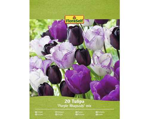 Blumenzwiebel Tulpe FloraSelf 'Purple Passion Mischung' 20 Stück