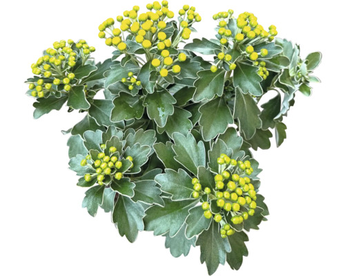 Chrysanthème avec boutons floraux jaunes et feuilles vertes