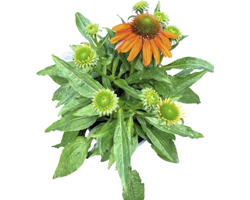 MÉLANGE d'échinacées FloraSelf Echinacea purpurea h 10-30 cm Co 3 l diff. variétés