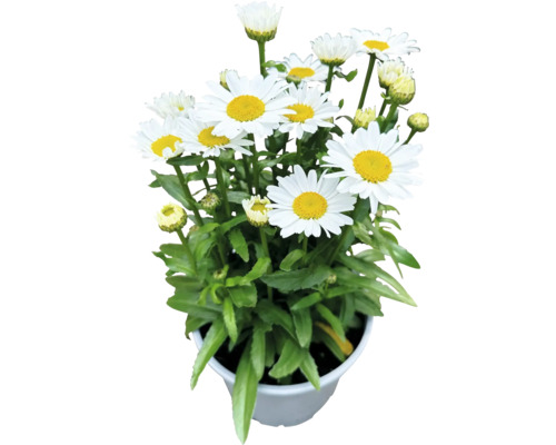 Niedrige Grossblumige Margerite FloraSelf Chrysanthemum /Leucanthemum maximum 'Dwarf Snow Lady' H 10-30 cm Co 3 L