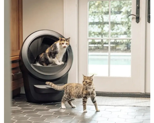 Zwei Katzen in der Nähe einer selbstreinigenden Katzentoilette in einem hellen Raum.