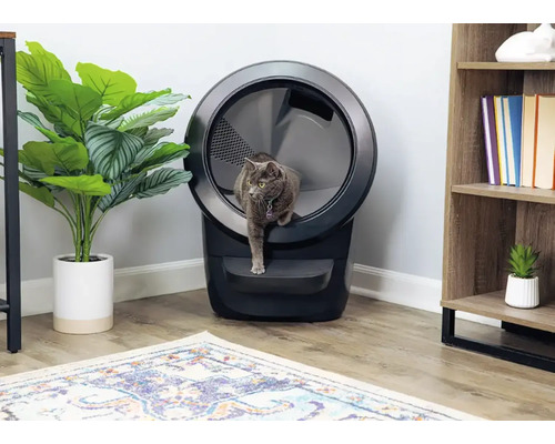 Graue Katze betritt eine automatische Katzentoilette in einem Wohnzimmer.