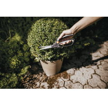 Sécateur coupant un buis en forme de boule dans un pot