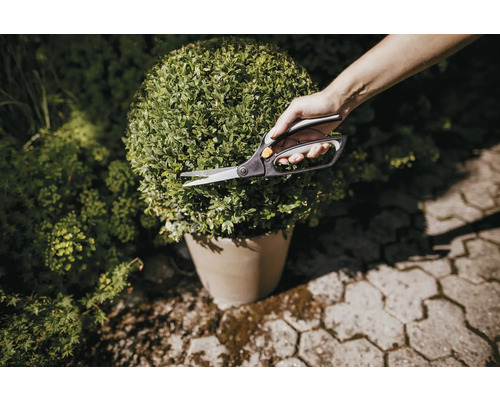 Sécateur coupant un buis en forme de boule dans un pot