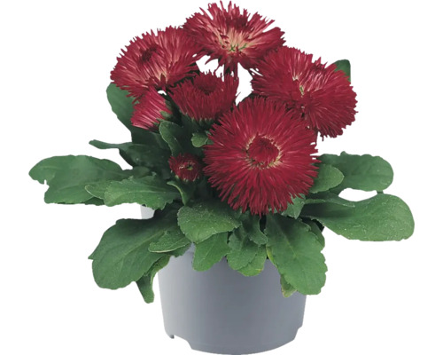 Pâquerettes FloraSelf Bellis perennis pot 10.5 cm