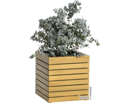 Eucalyptus dans un pot de fleurs en bois