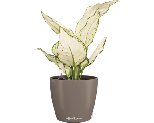 Dieffenbachia dans un pot Lechuza avec système d''irrigation