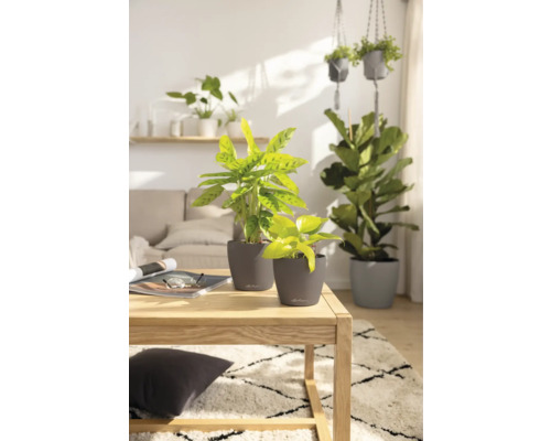 Helles Wohnzimmer mit Zimmerpflanzen in Pflanzgefässen auf einem Holztisch