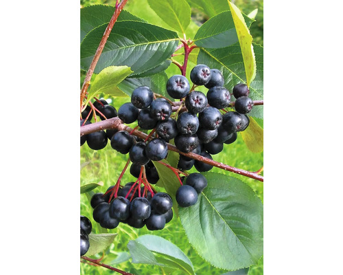 Aronia Zweig mit reifen Beeren und grünen Blättern