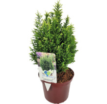 Cyprès ''Snow White'' en pot
