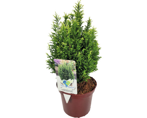 Scheinzypresse 'Snow White' FloraSelf H 20-30 cm Co 2 L Mini Weihnachtsbaum zur Pflanzung geeignet