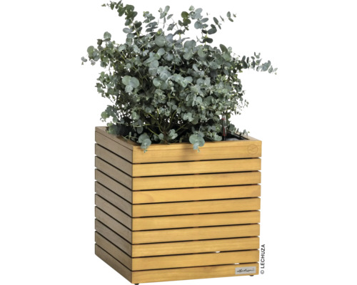 Pot de fleurs en bois avec plante d''eucalyptus