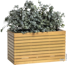 Jardinière en bois avec plante d''eucalyptus
