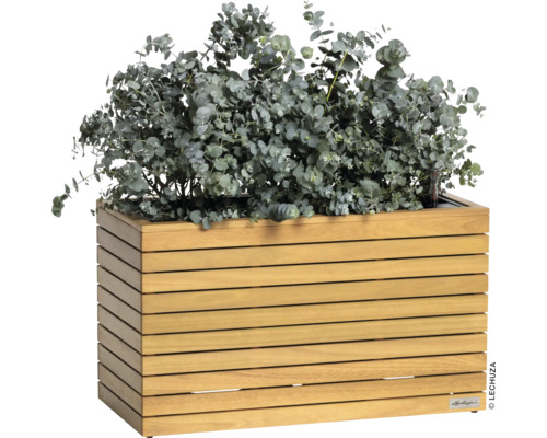 Jardinière en bois avec plante d''eucalyptus
