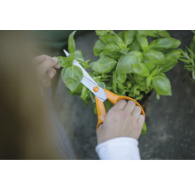 Personne coupant du basilic avec des ciseaux