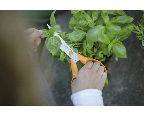 Personne coupant du basilic avec des ciseaux