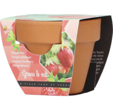 Fraise suspendue dans un pot en terre cuite à cultiver soi-même