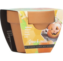 Kit de culture de citrouille d''Halloween avec pot de fleurs et graines