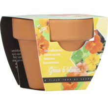 Kapuzinerkresse Anzuchtset mit Terrakotta Topf